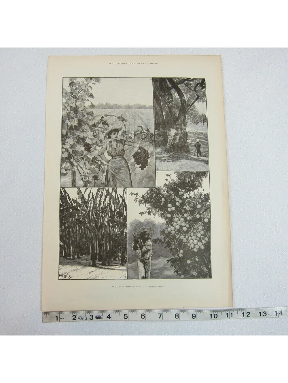 Antique 1888 Print Sketches in Lower California: A Fruitful Land RC Woodville II
